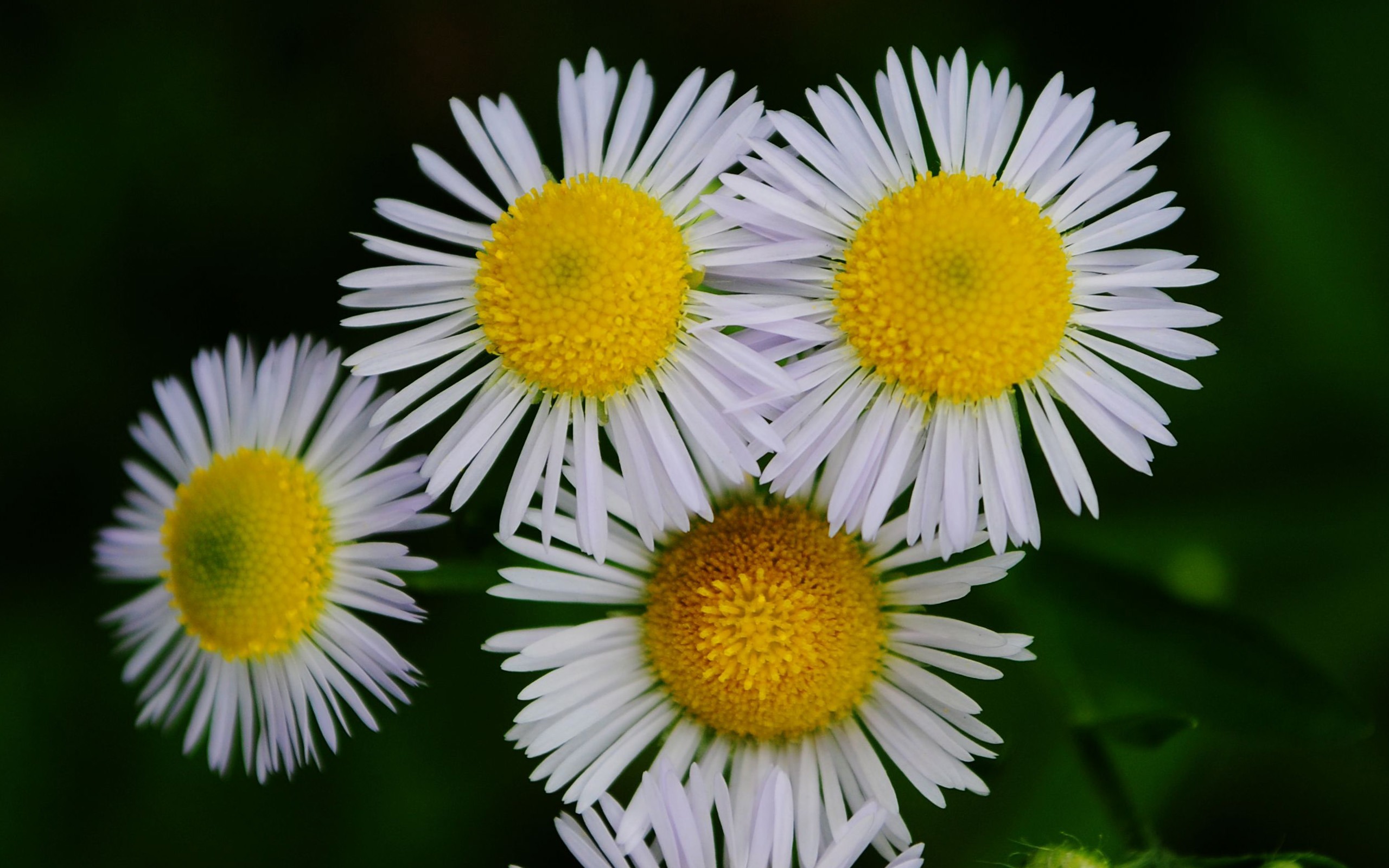 Flowers macro (Pretty in Pink 526 entries) #20 - 2560x1600