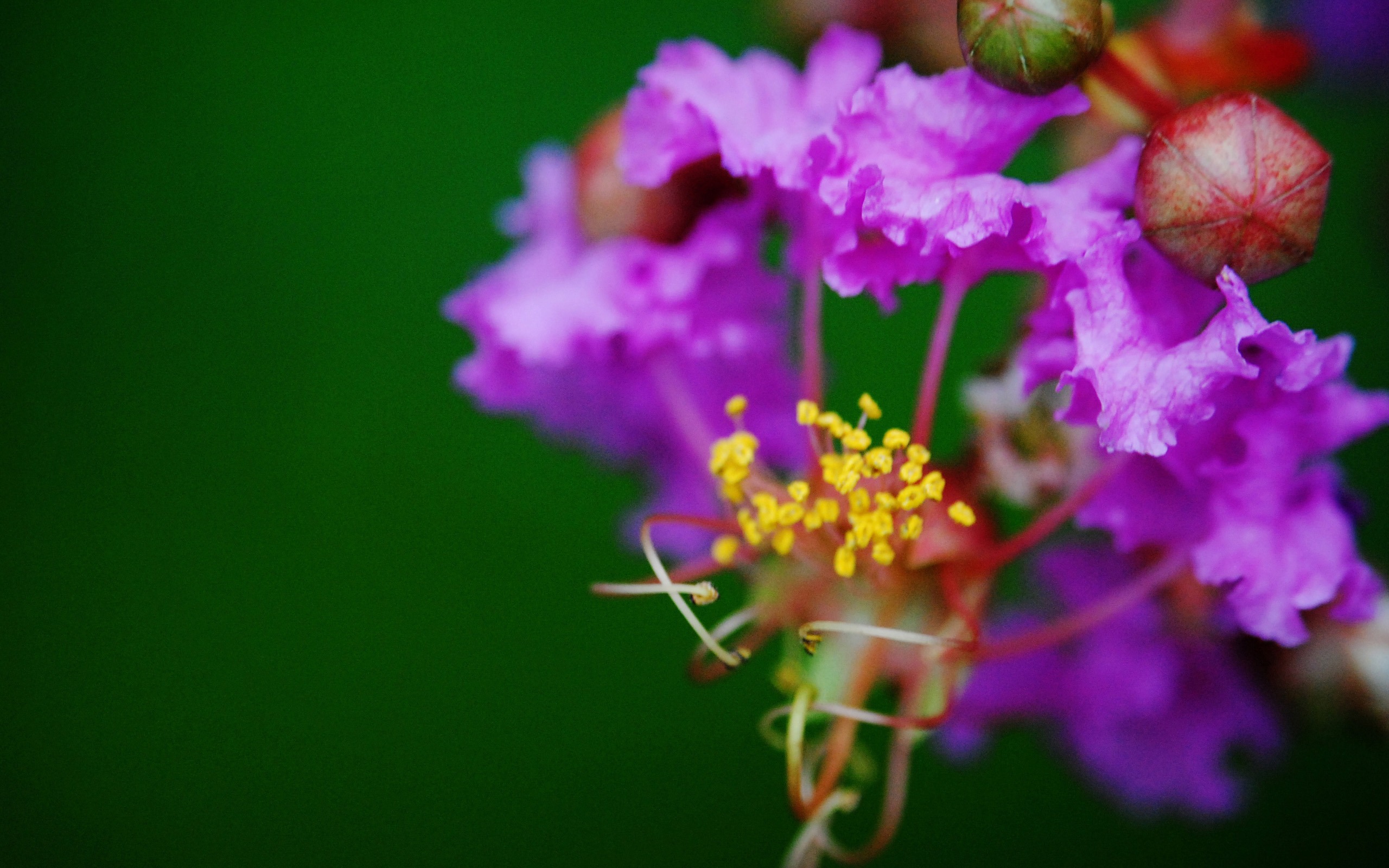 花（Pretty in Pinkで526エントリ） #4 - 2560x1600