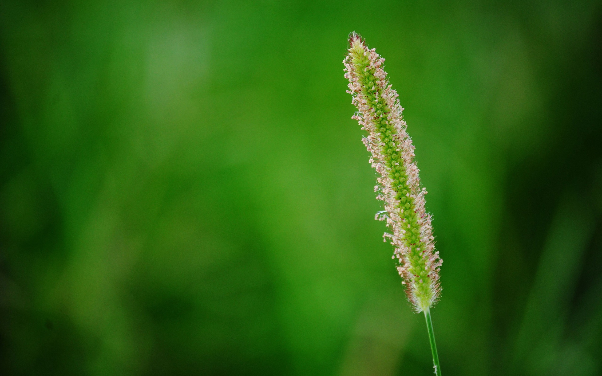 Verano brillante (Pretty in Pink 526 registros) #7 - 2560x1600