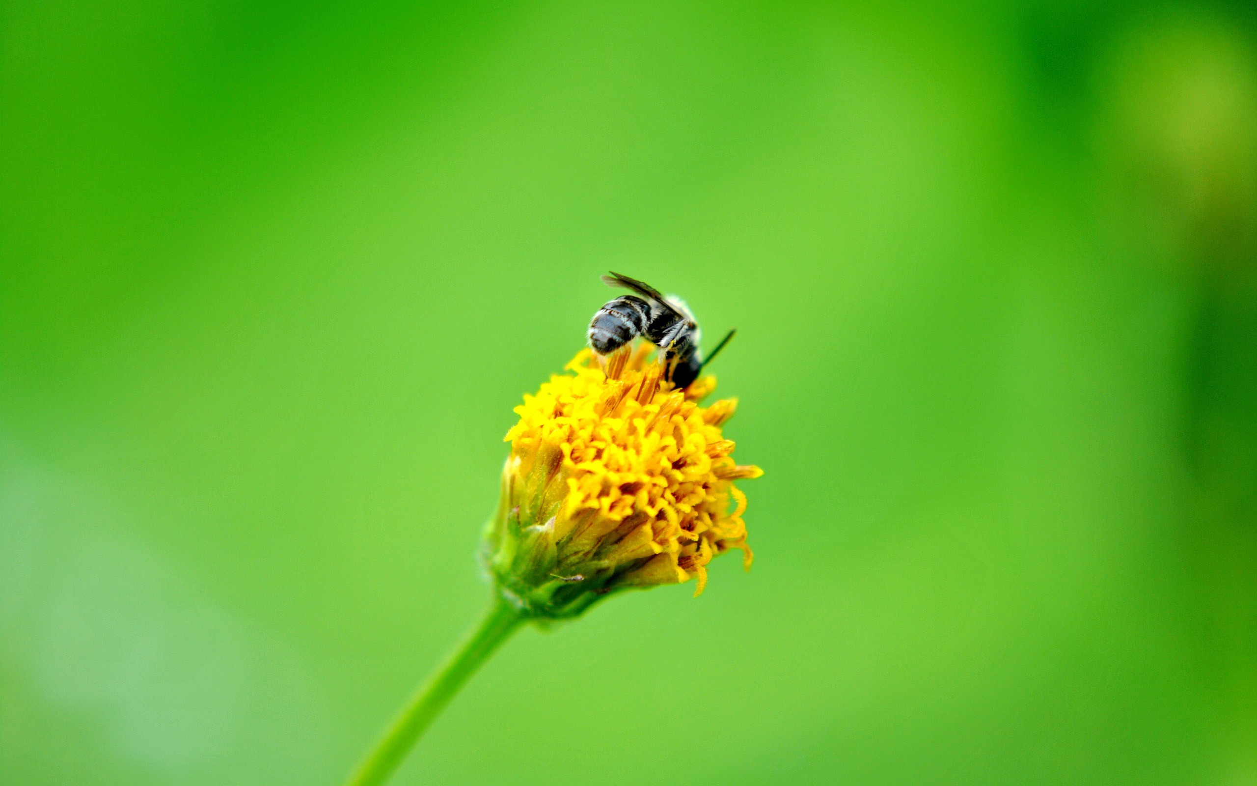 Macro Flower Grass (2) (genzhukou works) #16 - 2560x1600