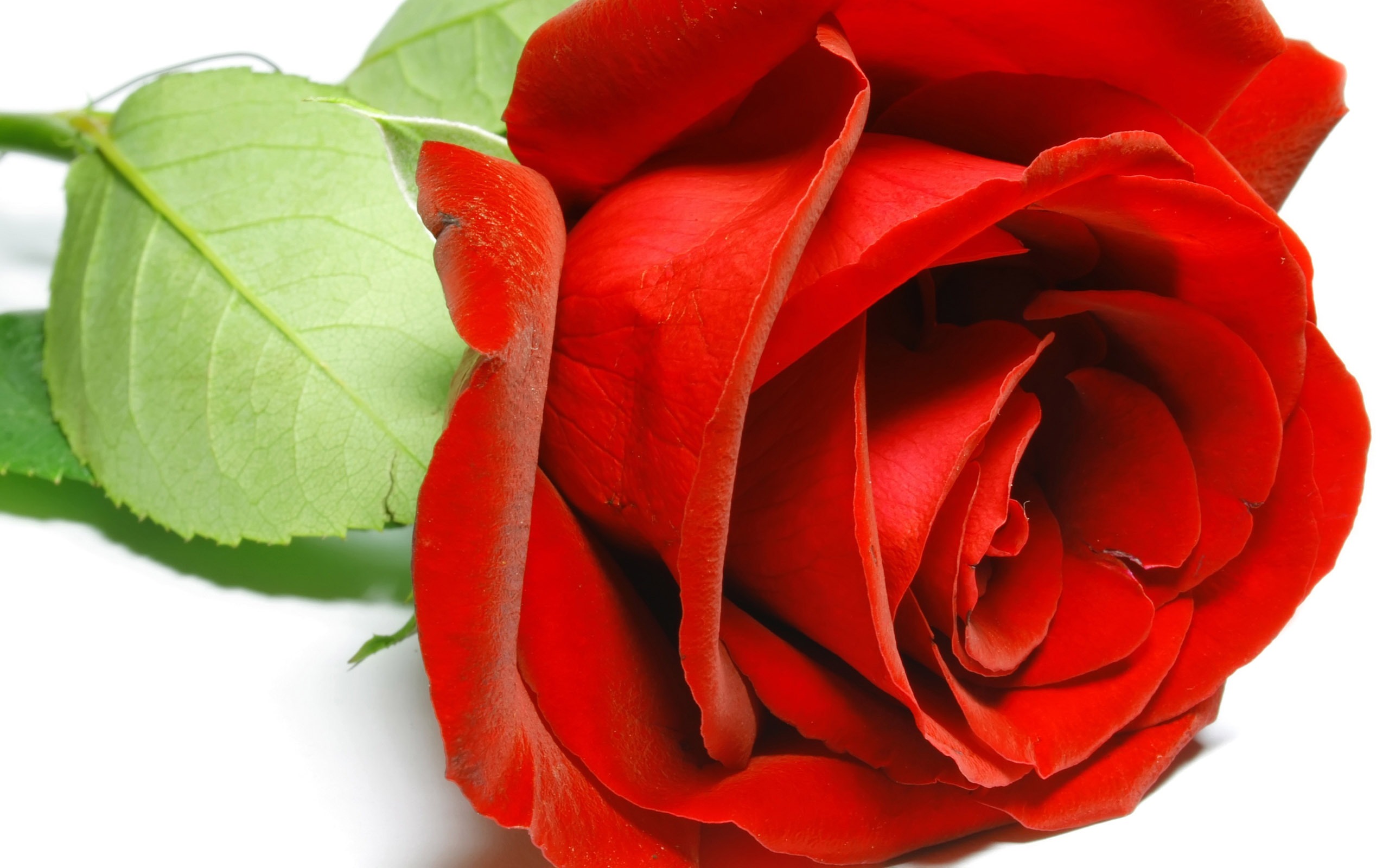 Large Rose Photo Wallpaper (5) #8 - 2560x1600