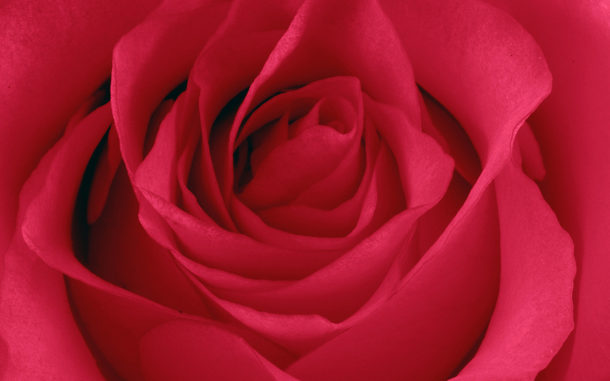 Large Rose Photo Wallpaper (5) #11 - 2560x1600