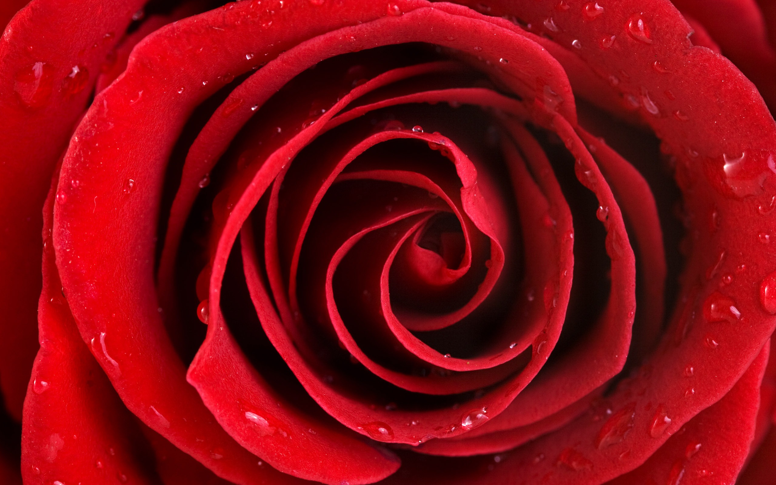 Large Rose Photo Wallpaper (5) #19 - 2560x1600