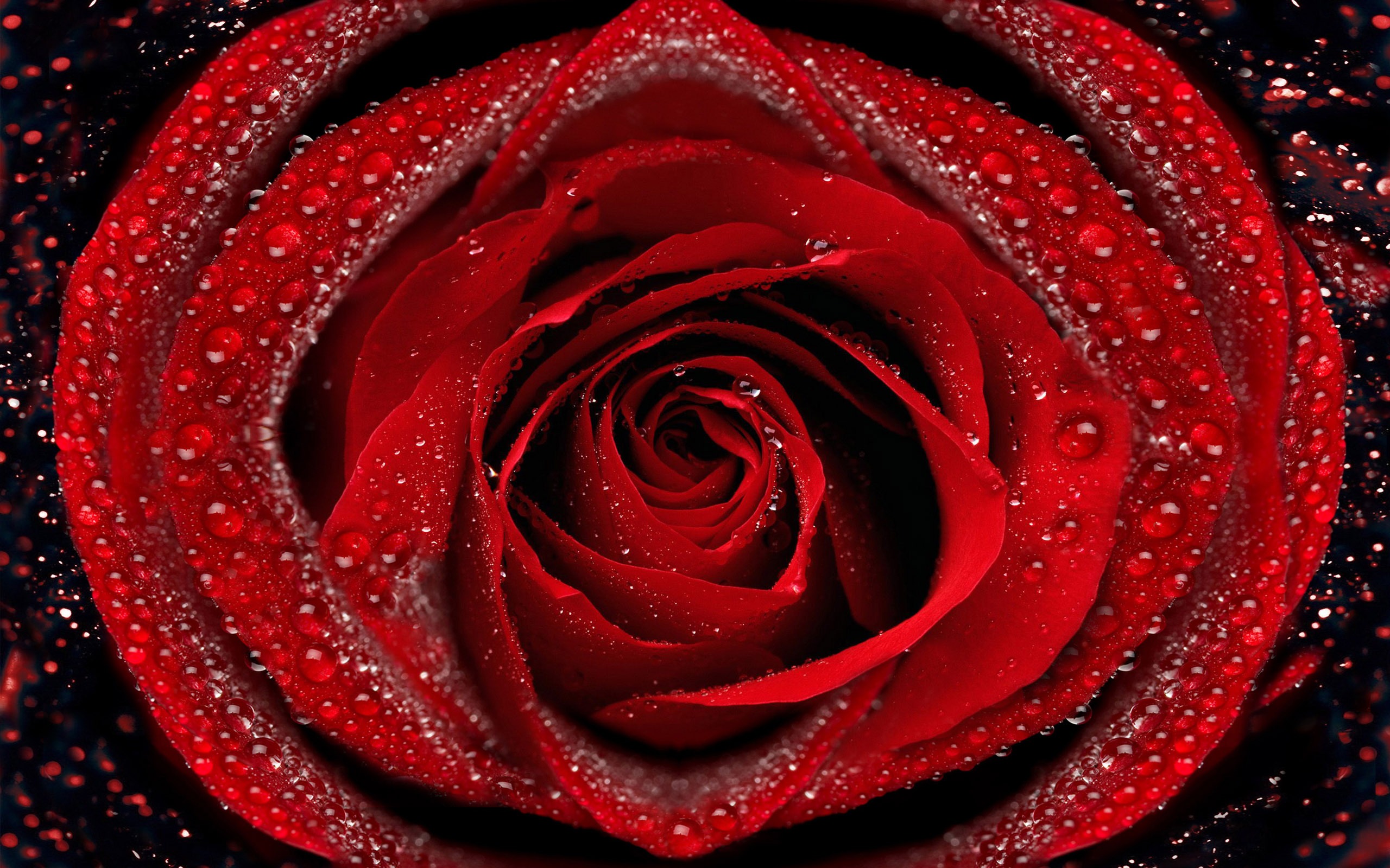 Large Rose Wallpaper Foto (6) #2 - 2560x1600