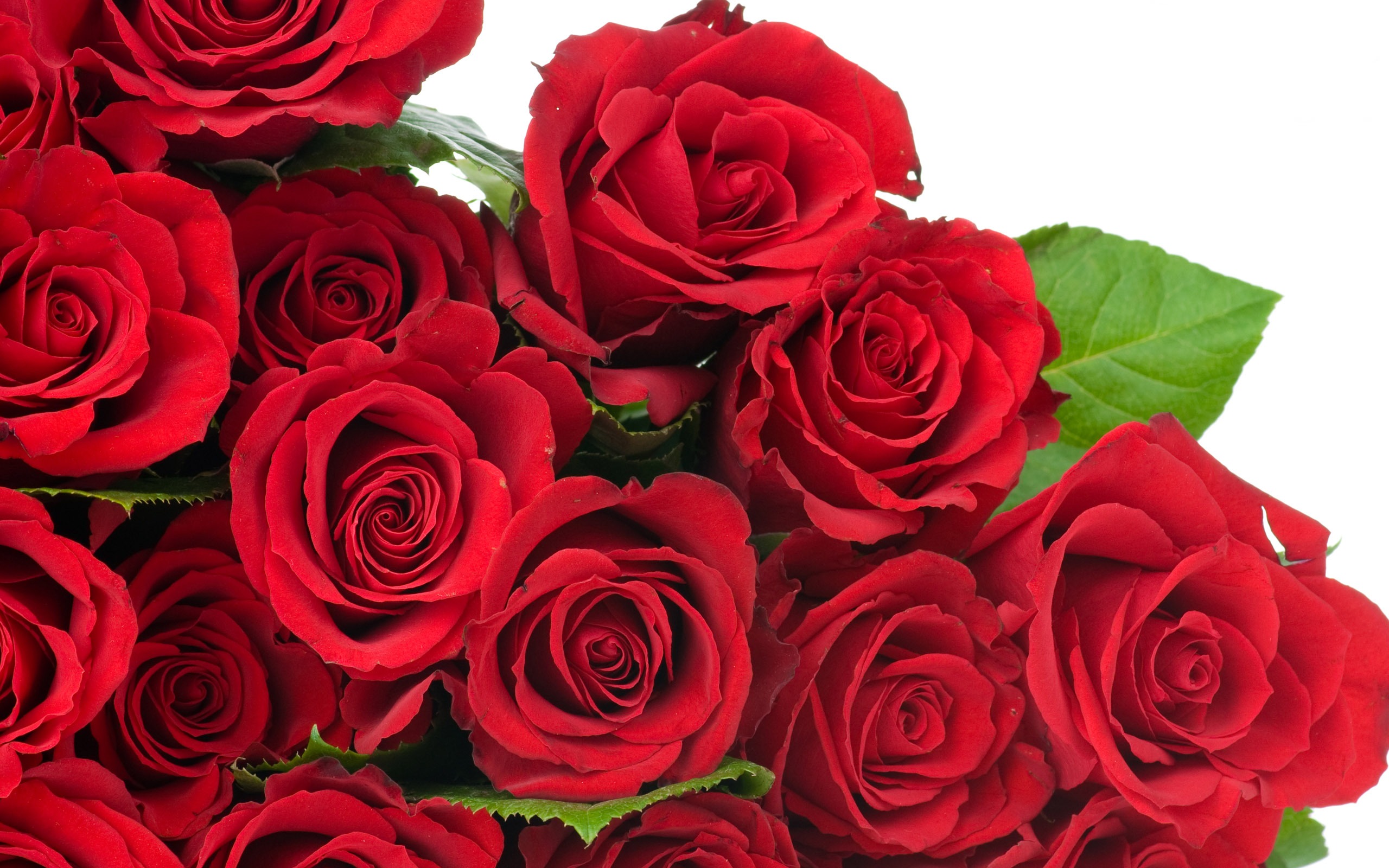 Large Rose Photo Wallpaper (6) #9 - 2560x1600