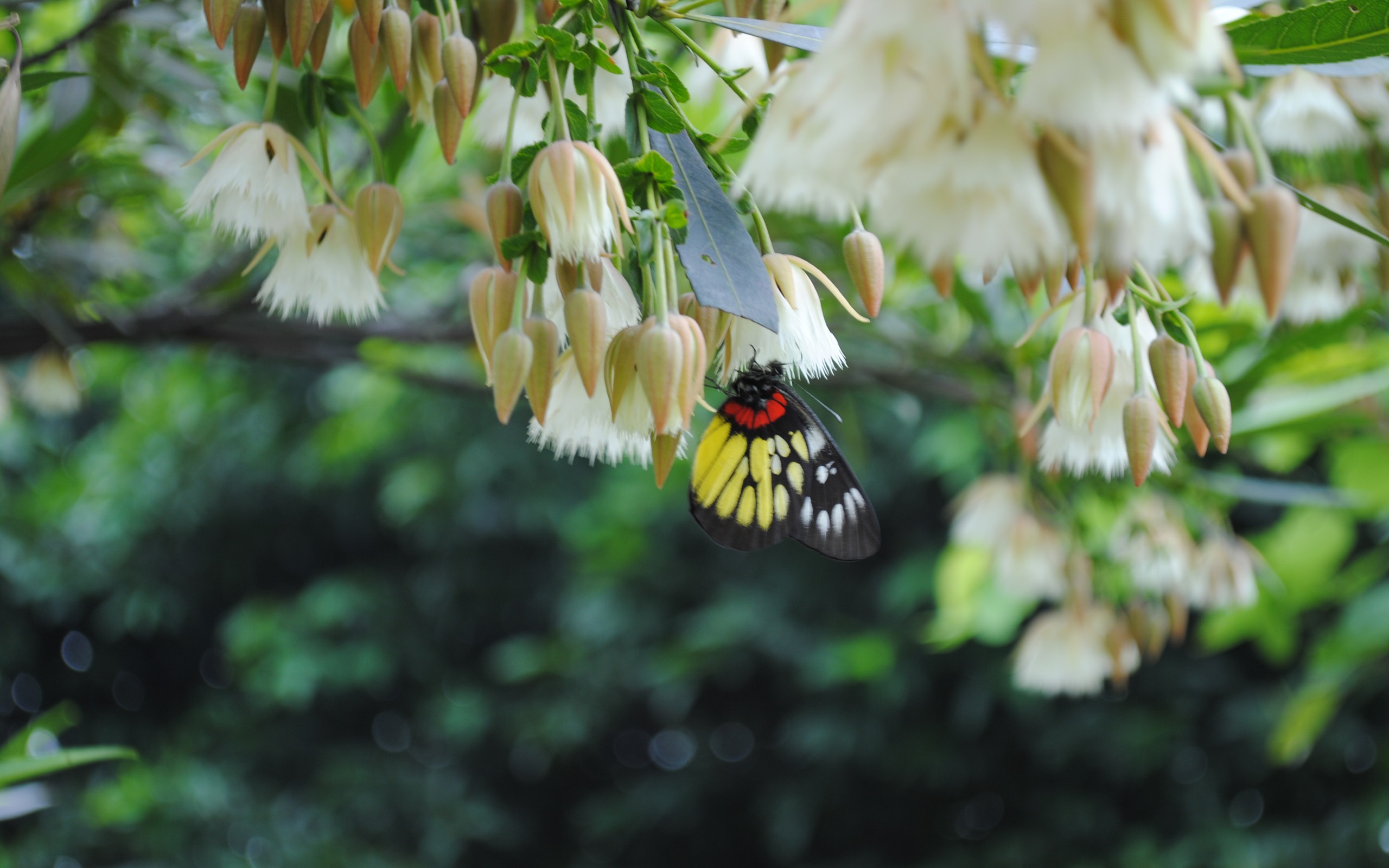 風景写真 (1) (genzhukouの作品) #7 - 2560x1600