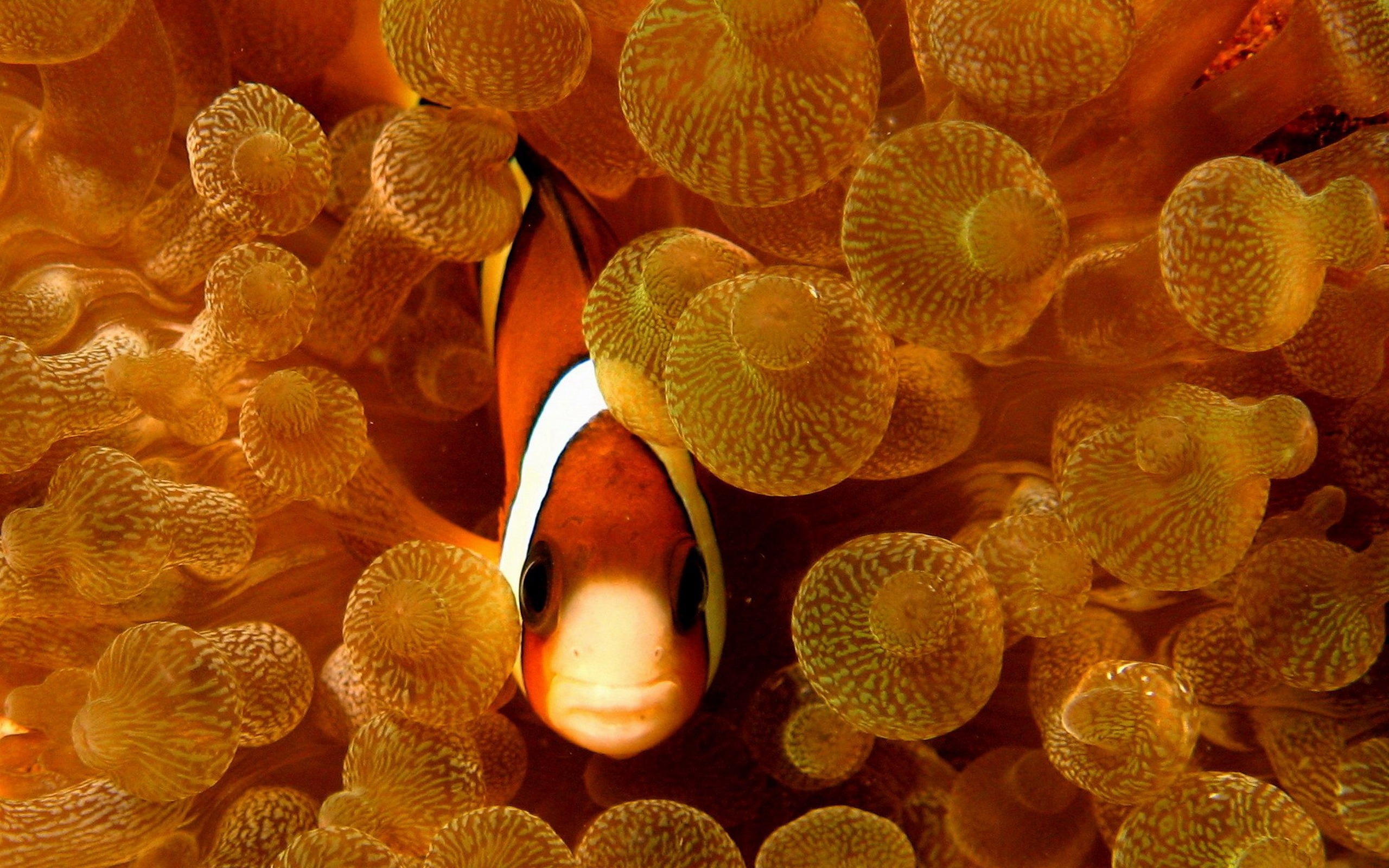 Animal Widescreen Wallpapers Collection (14) #15 - 2560x1600