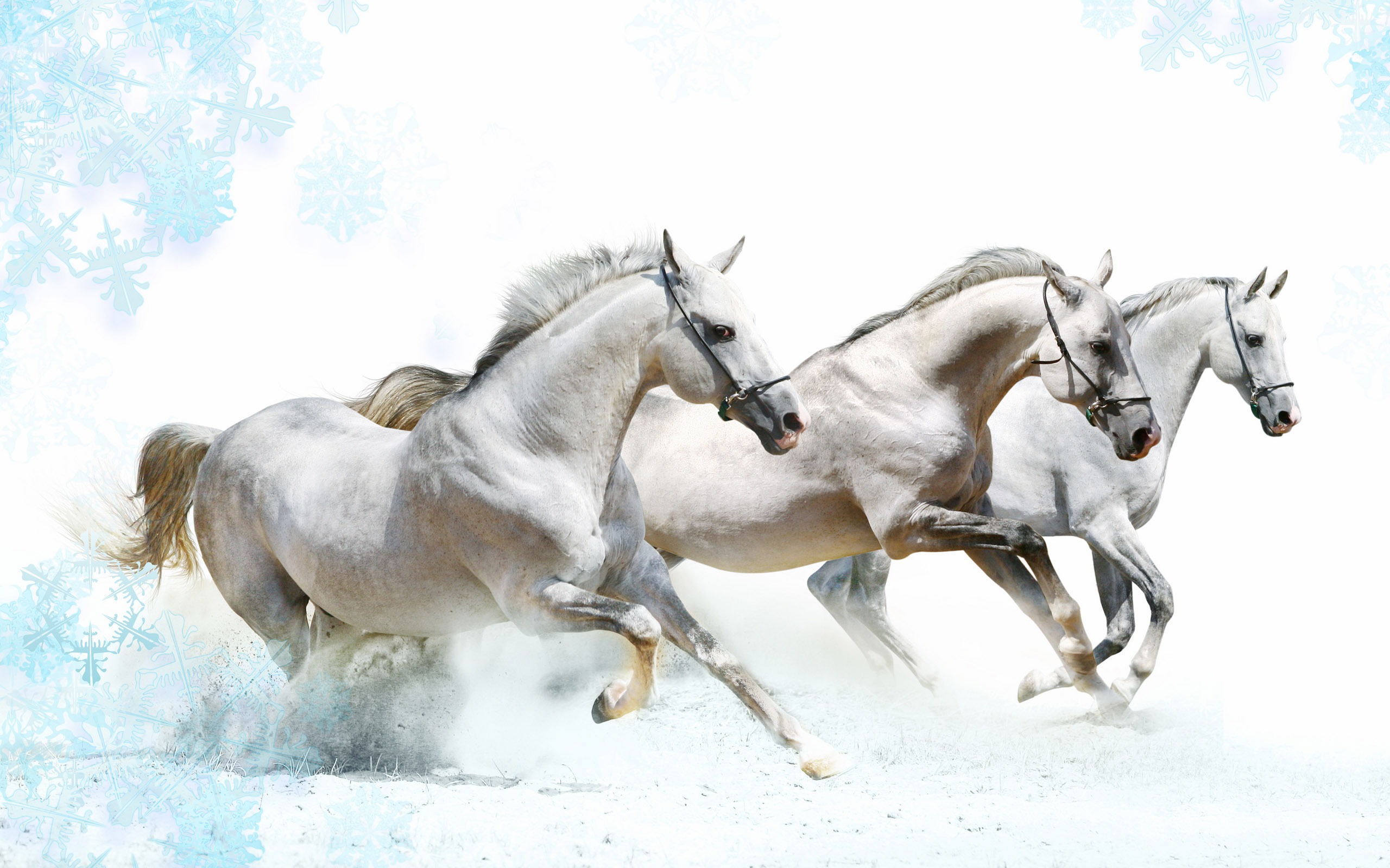 Super horse photo wallpaper (1) #9 - 2560x1600