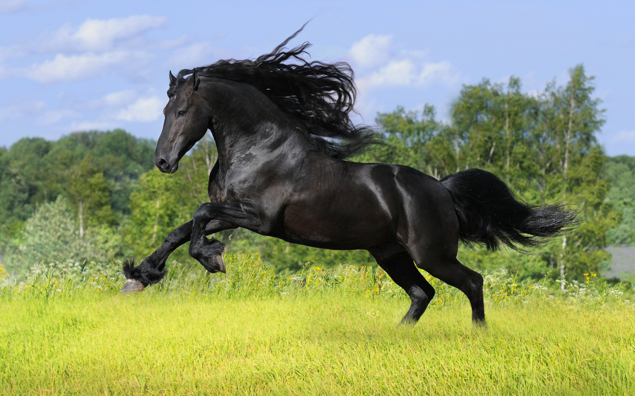 Caballo Super fotografía de fondo (1) #20 - 2560x1600