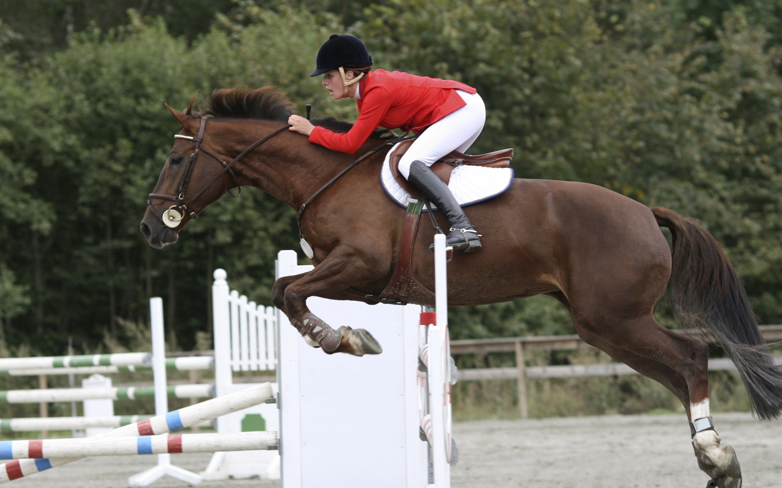 スーパー馬の写真の壁紙 (2) #6 - 2560x1600