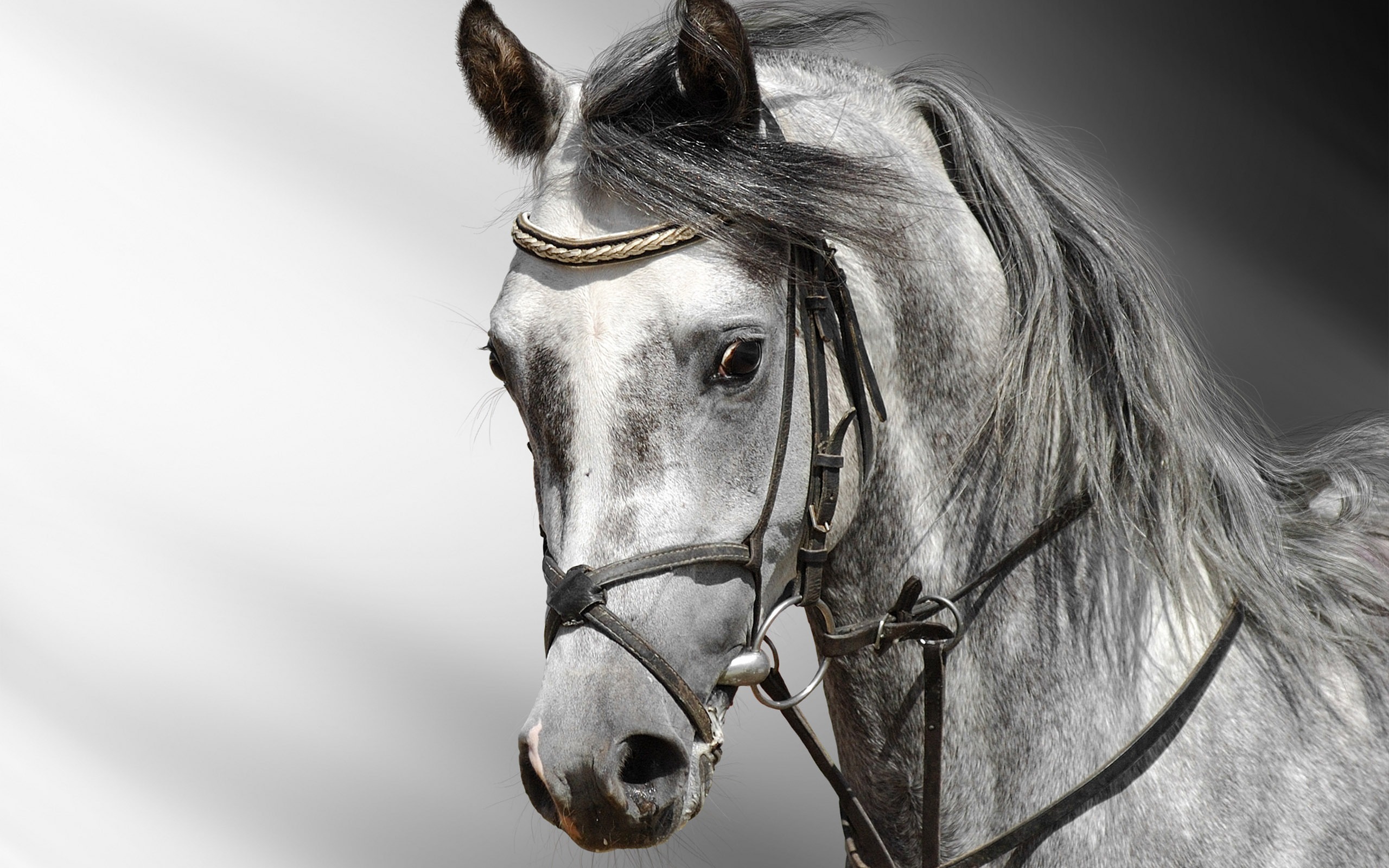 Super horse photo wallpaper (2) #9 - 2560x1600