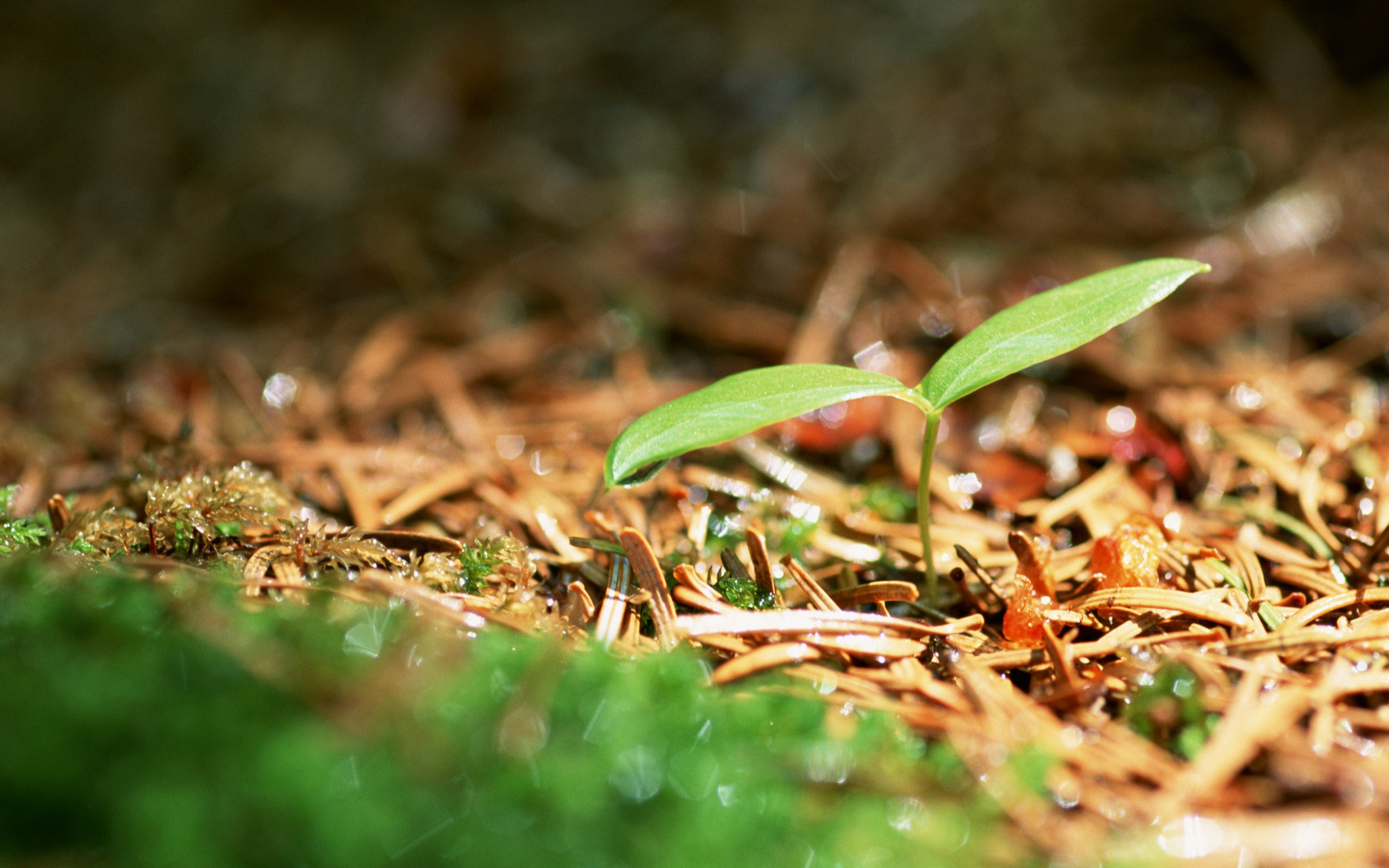 嫩綠的新芽特寫壁紙 #2 - 2560x1600