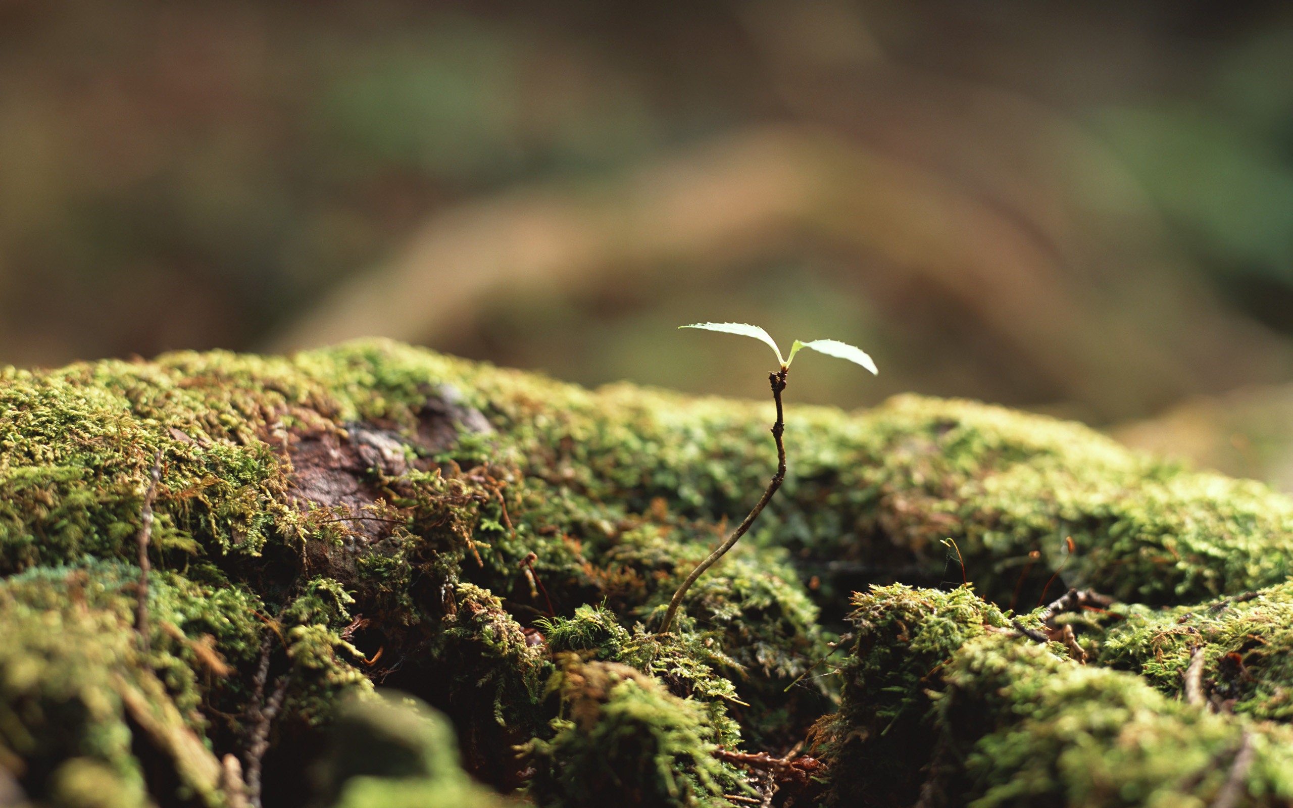 嫩綠的新芽特寫壁紙 #3 - 2560x1600