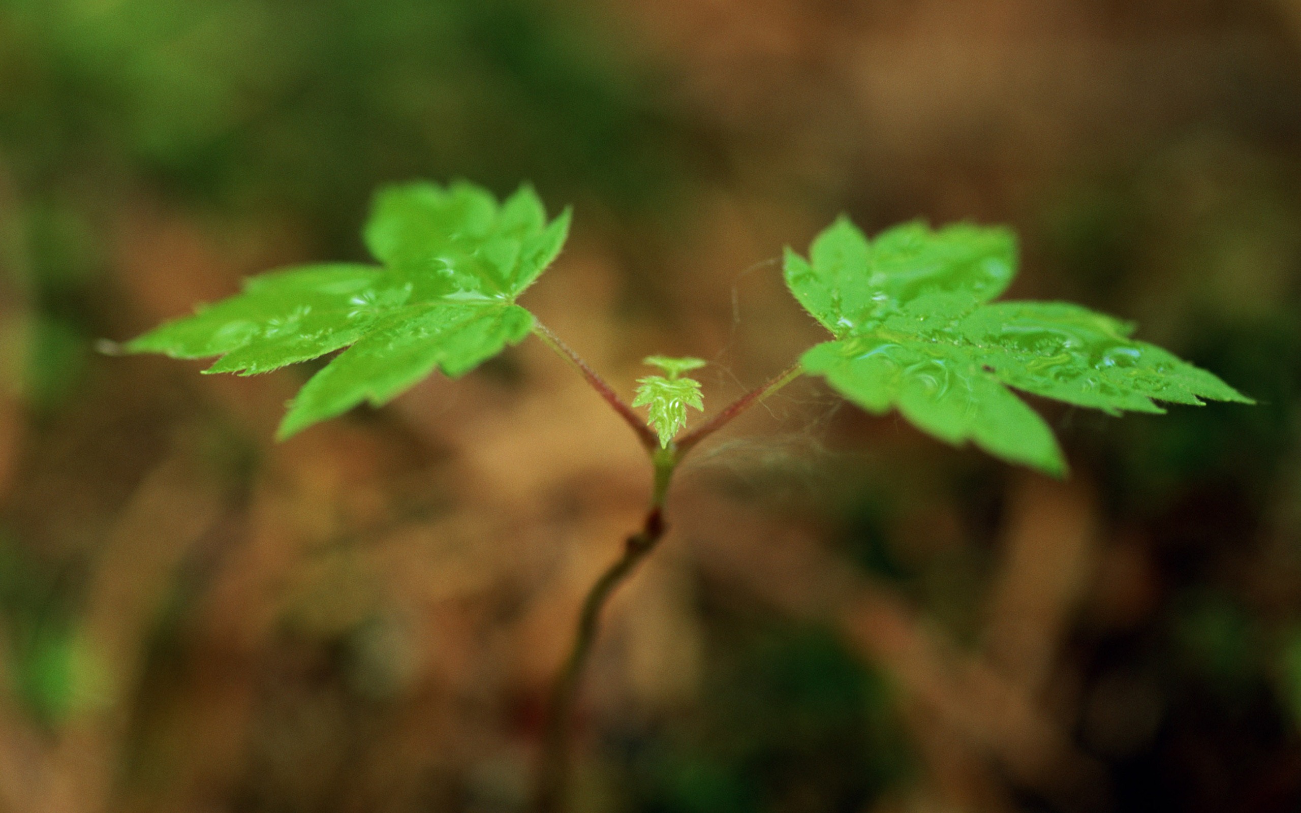 嫩綠的新芽特寫壁紙 #6 - 2560x1600