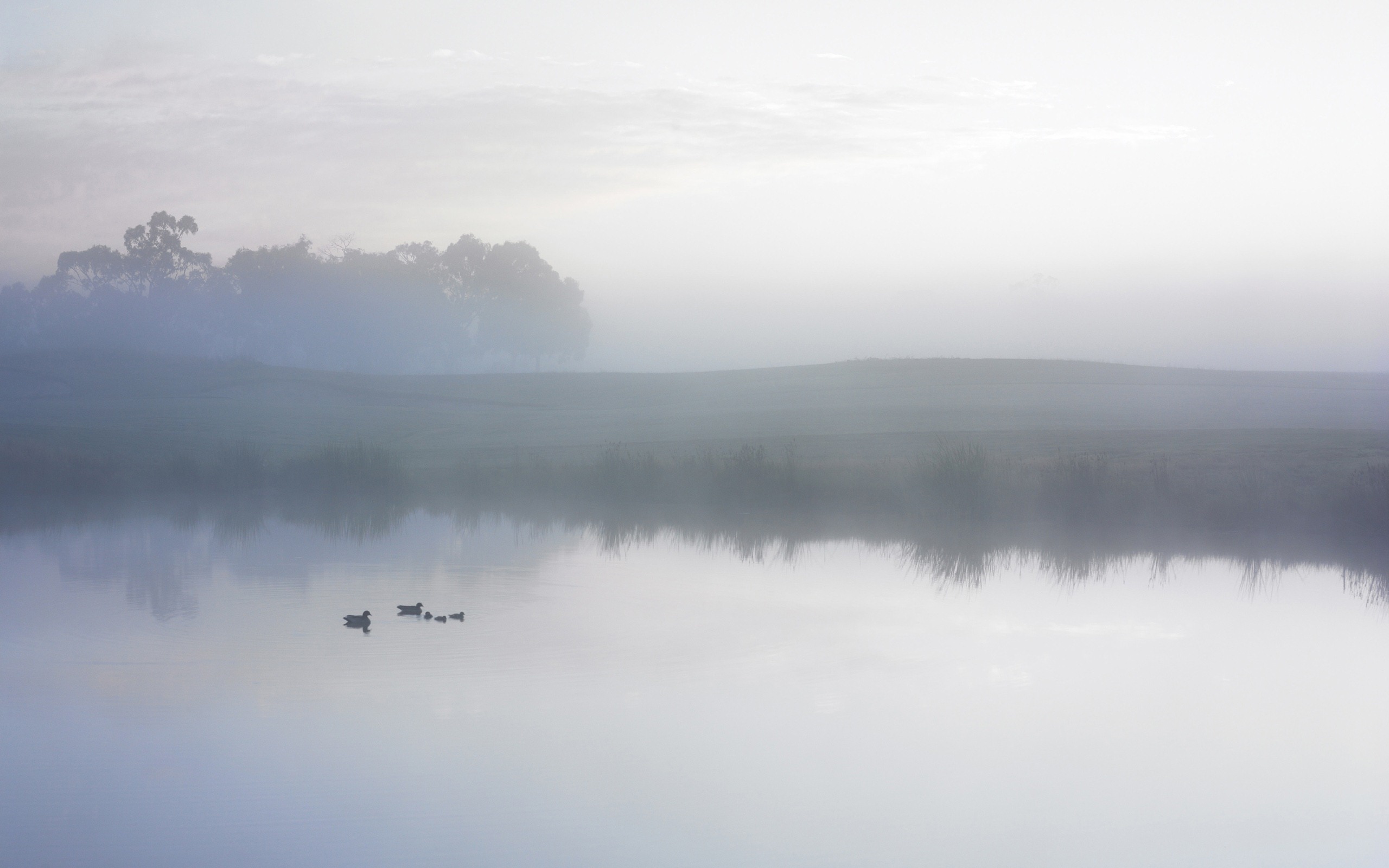 Mac OS X Lion 蘋果系統獅子 官方高清壁紙 #4 - 2560x1600