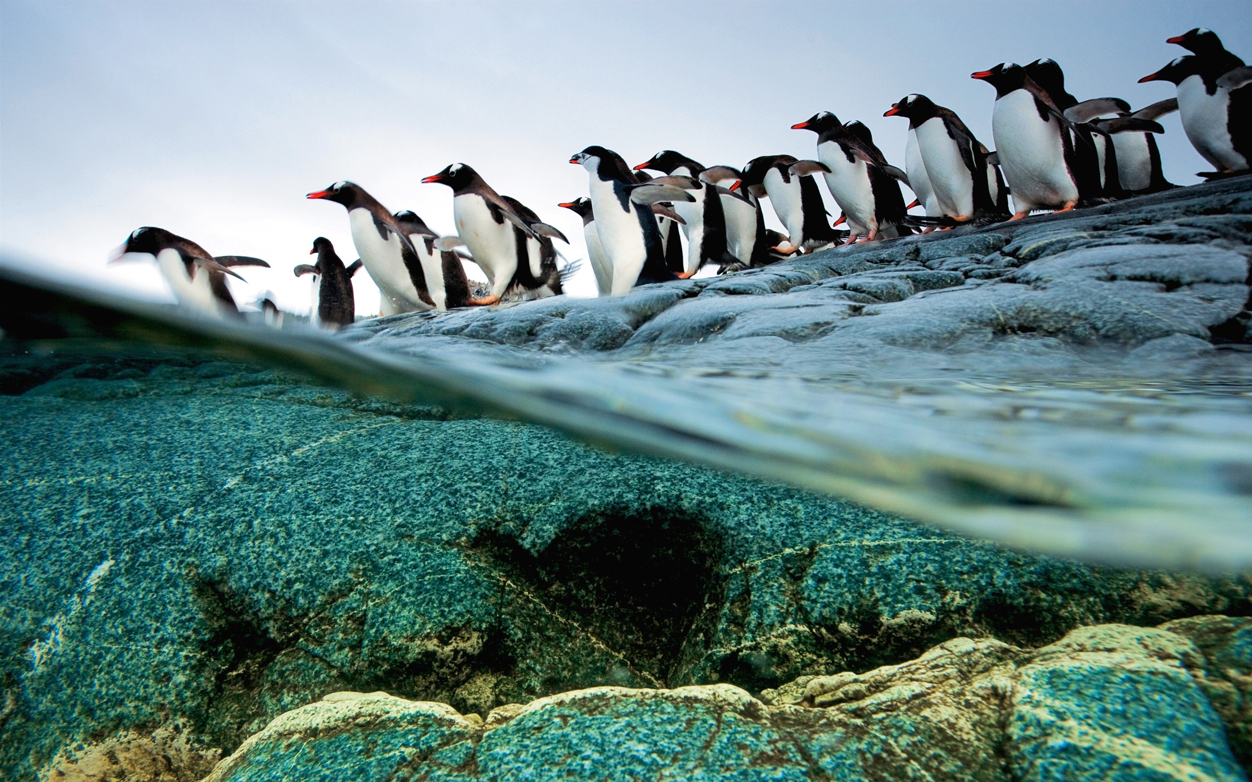Mac OS X Mountain Lion 蘋果山獅系統隱藏的高清壁紙 #1 - 2560x1600