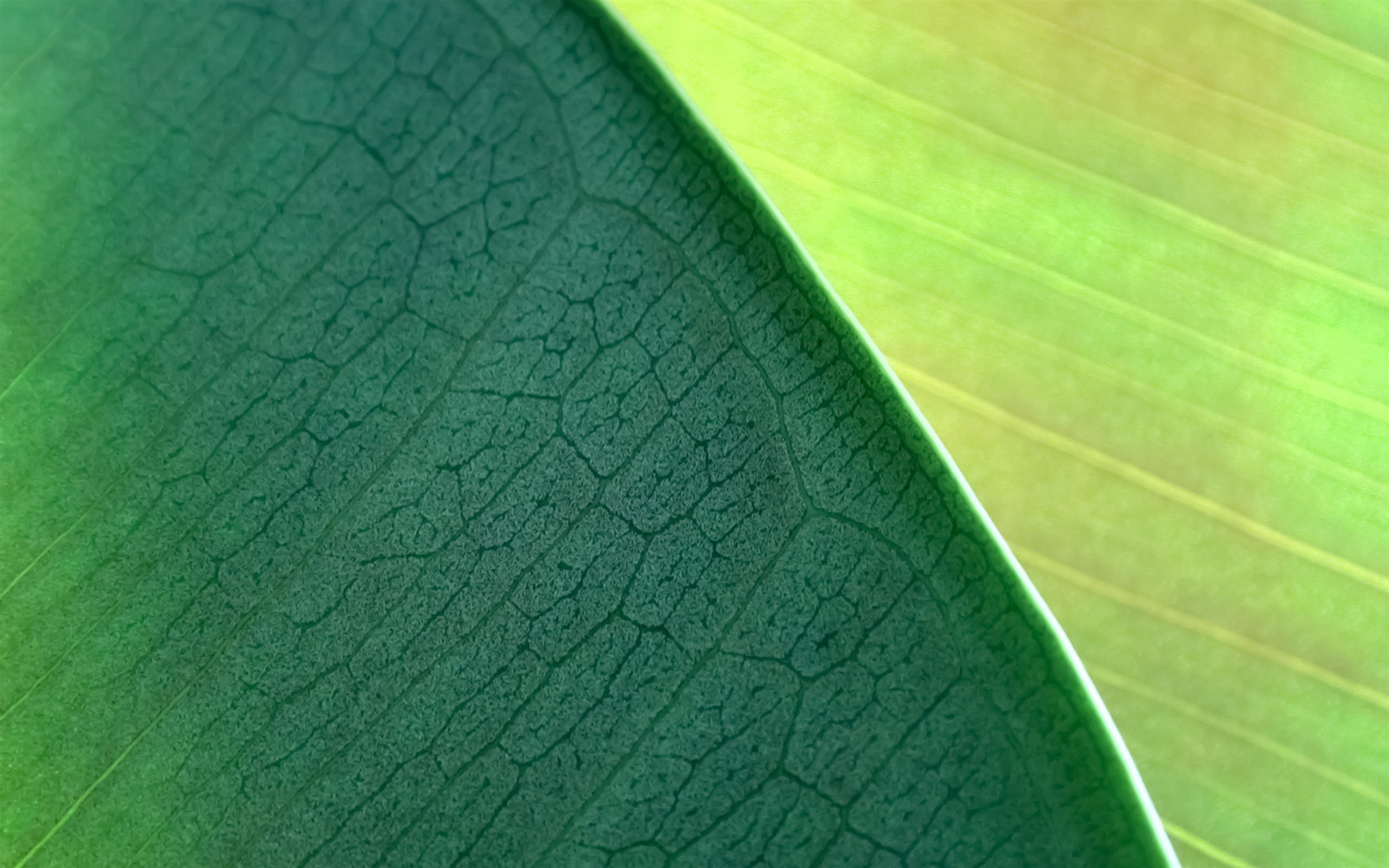 Mac OS X Mountain Lion 蘋果山獅系統隱藏的高清壁紙 #33 - 2560x1600