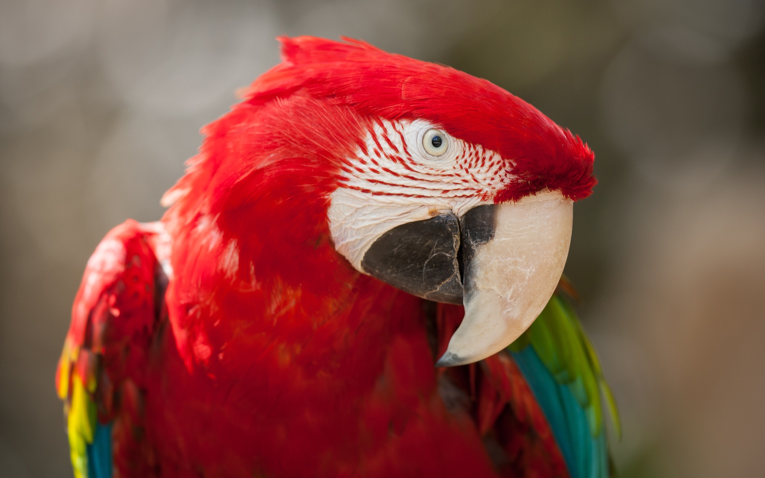 guacamayo primer plano HD fondos de pantalla #11 - 2560x1600