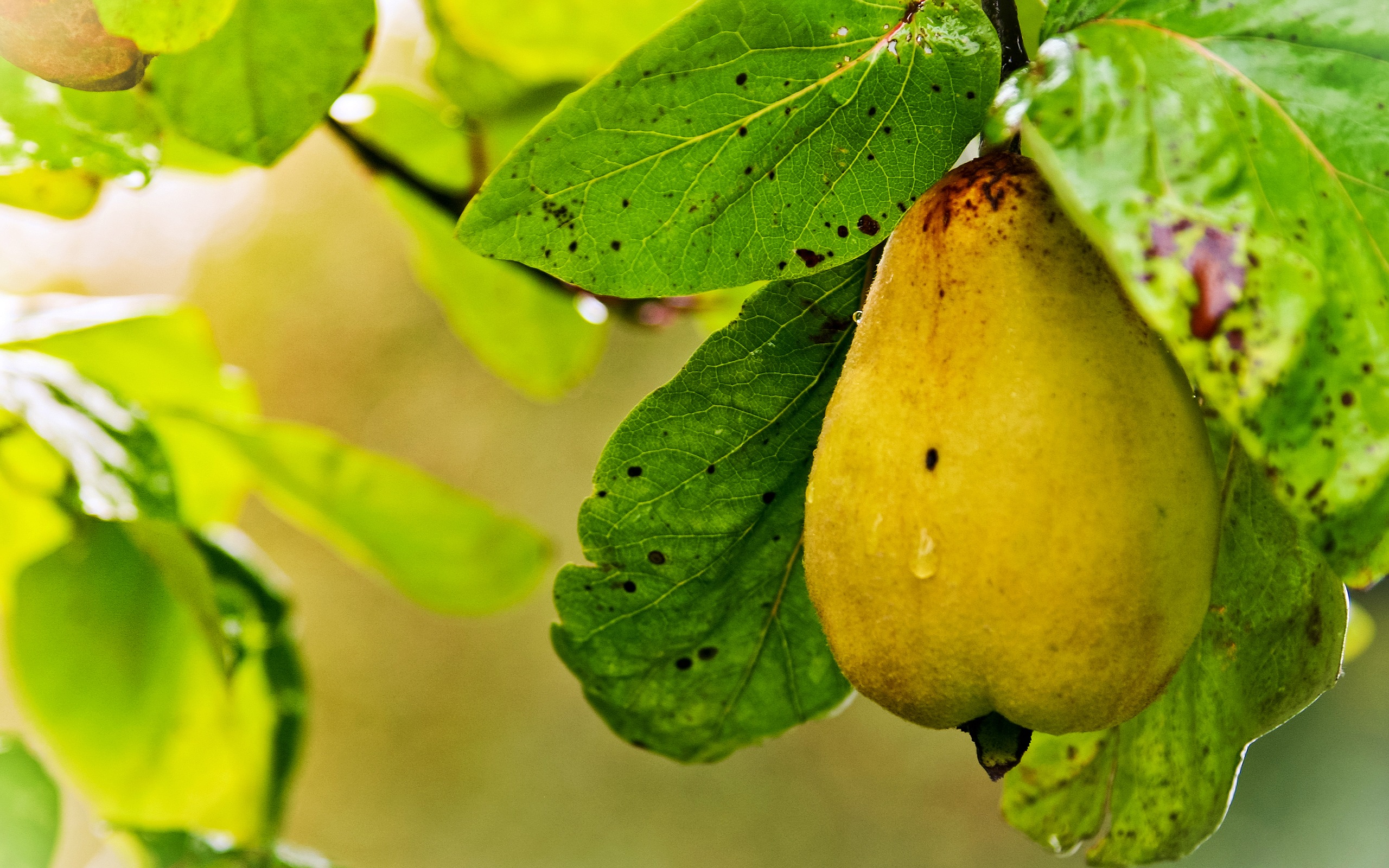 美味多汁的水果，梨的特寫 高清壁紙 #8 - 2560x1600