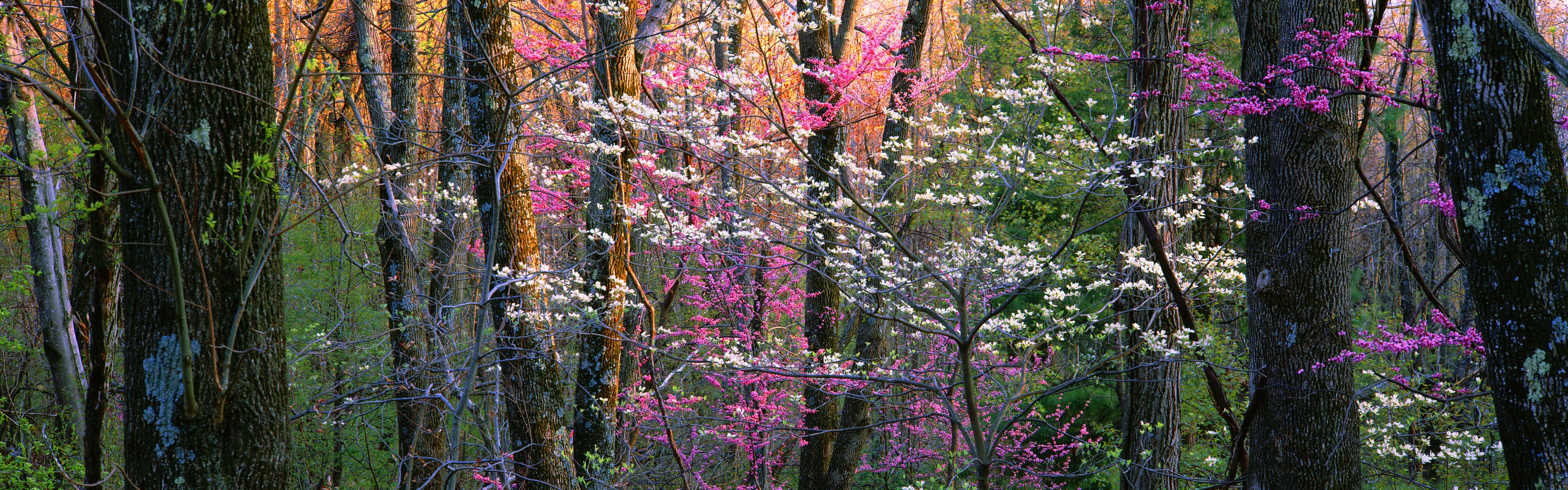 Windows 8 官方全景主題壁紙，海浪，森林，雄偉高山 #3 - 3840x1200