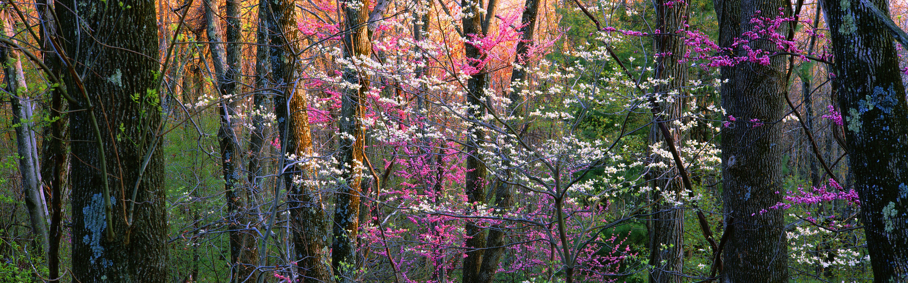 Windows 8 官方全景主题壁纸，海浪，森林，雄伟高山3 - 3840x1200