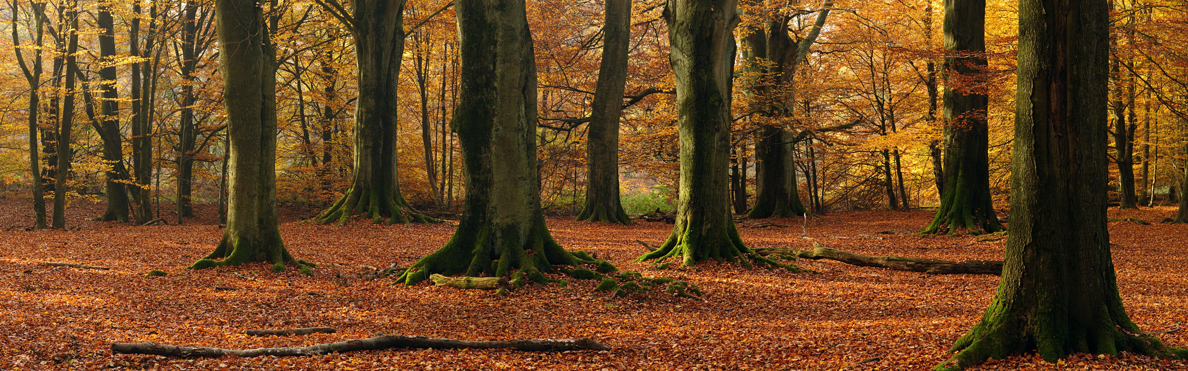 Windows 8 官方全景主题壁纸，海浪，森林，雄伟高山4 - 3840x1200