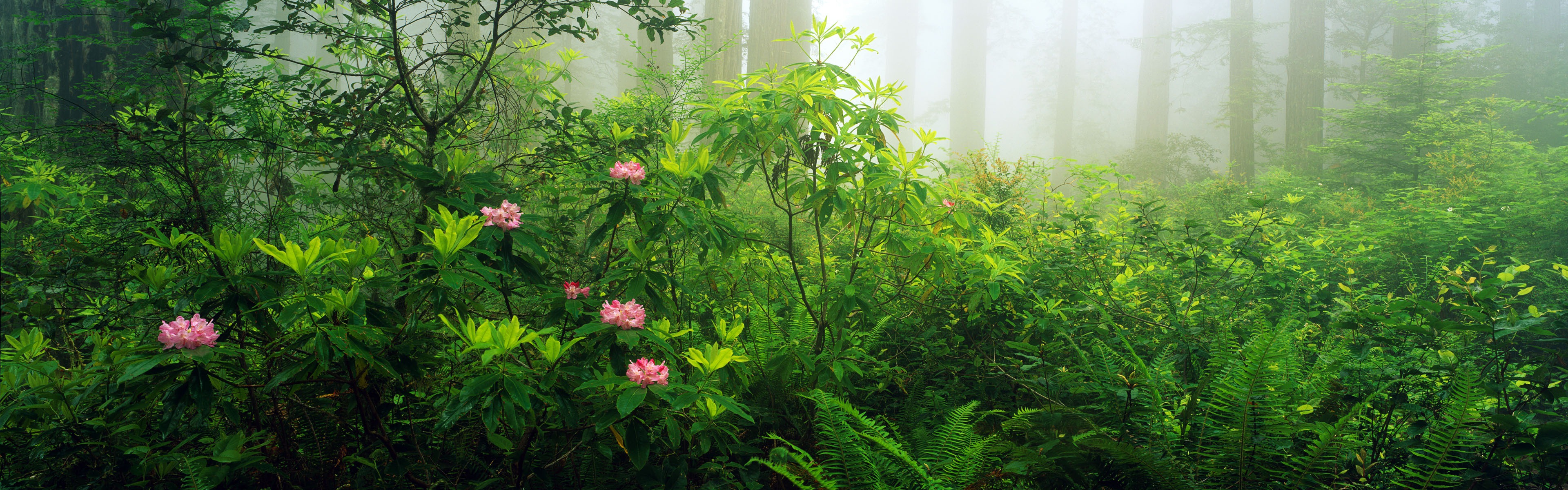 Windows 8 官方全景主题壁纸，海浪，森林，雄伟高山7 - 3840x1200