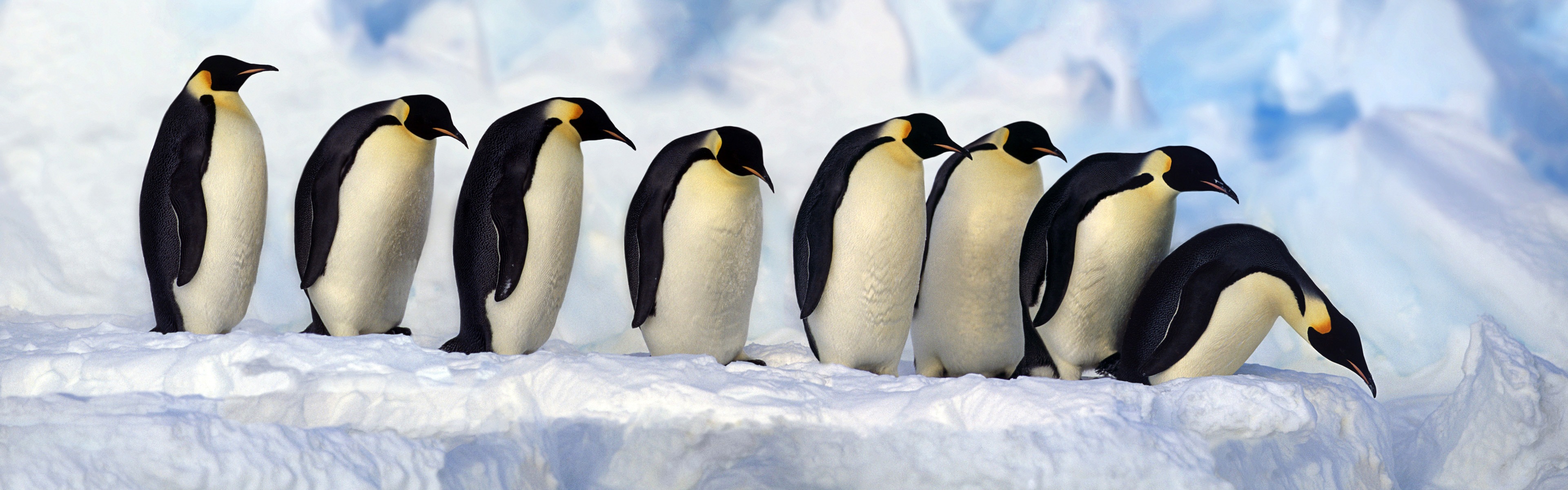 動物的世界，Windows 8 全景寬屏壁紙 #1 - 3840x1200