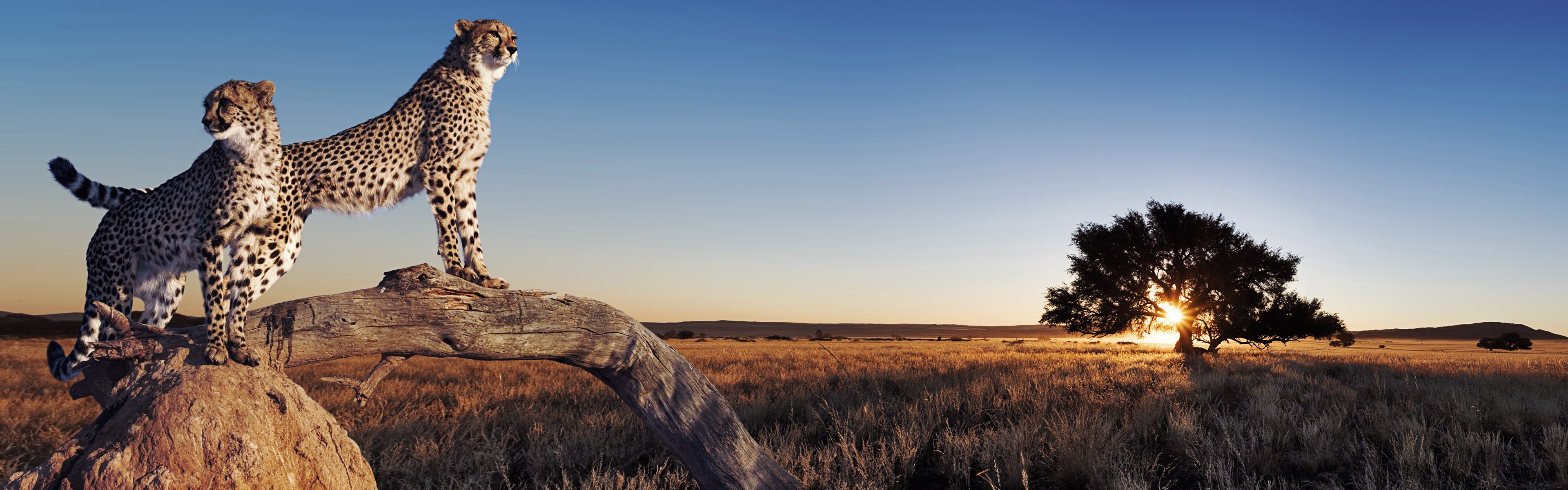 動物的世界，Windows 8 全景寬屏壁紙 #2 - 3840x1200
