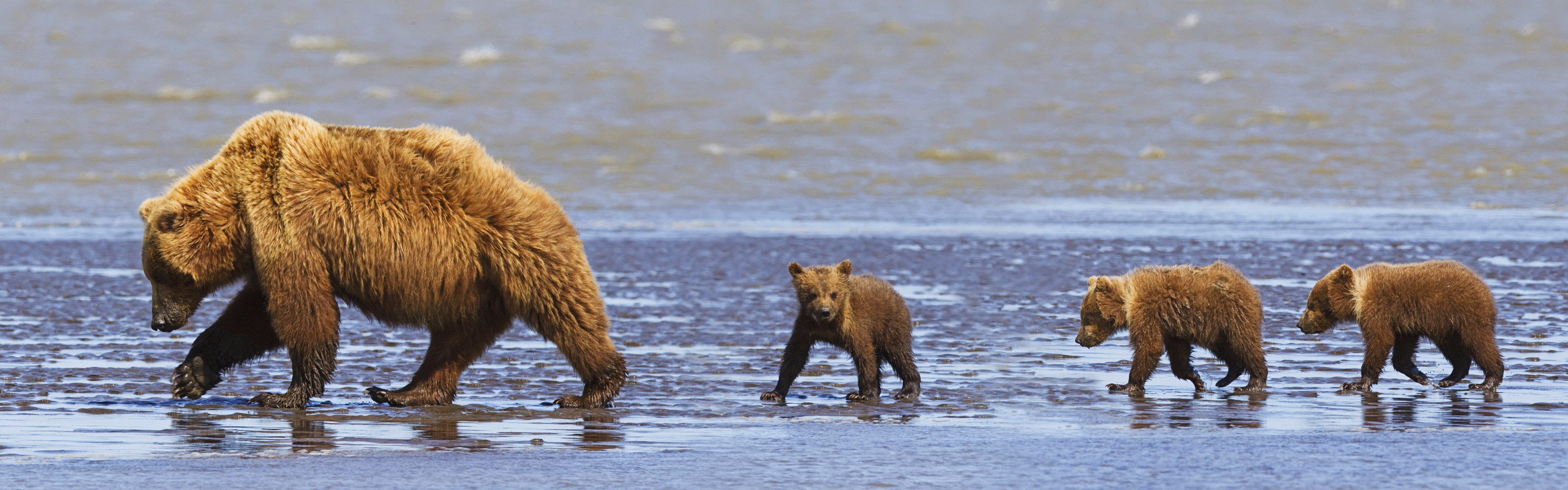 動物的世界，Windows 8 全景寬屏壁紙 #3 - 3840x1200