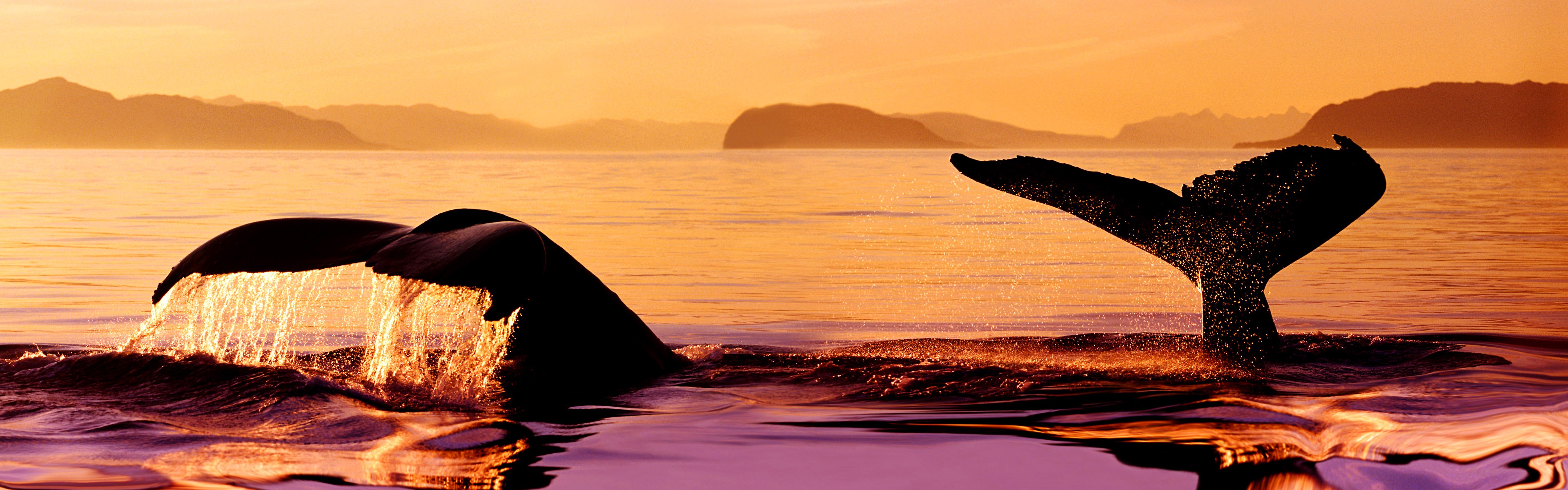 動物的世界，Windows 8 全景寬屏壁紙 #4 - 3840x1200