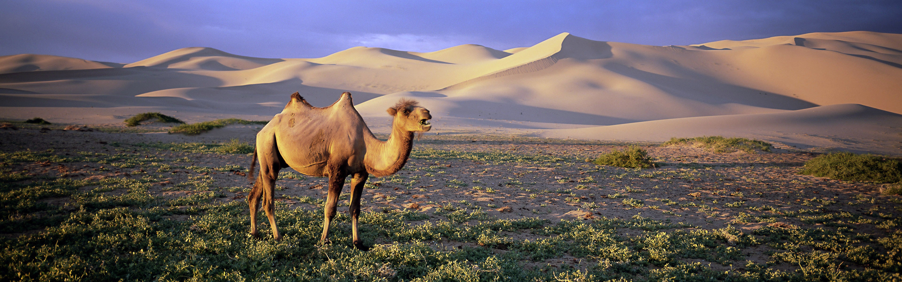 動物的世界，Windows 8 全景寬屏壁紙 #5 - 3840x1200
