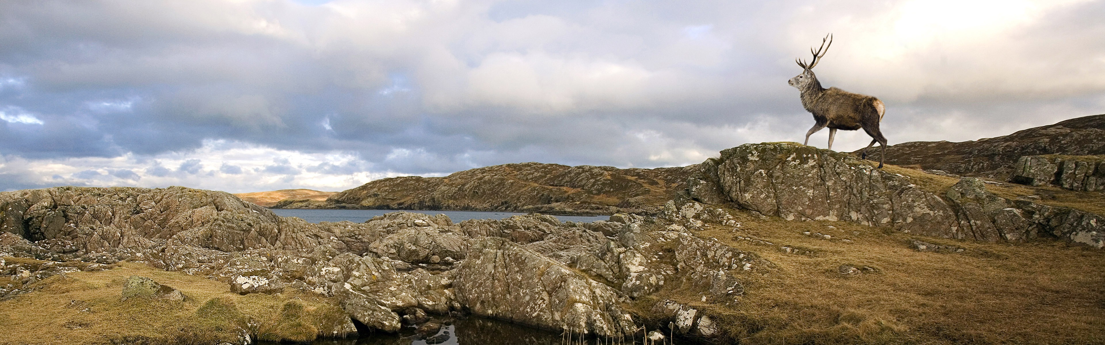 動物的世界，Windows 8 全景寬屏壁紙 #6 - 3840x1200