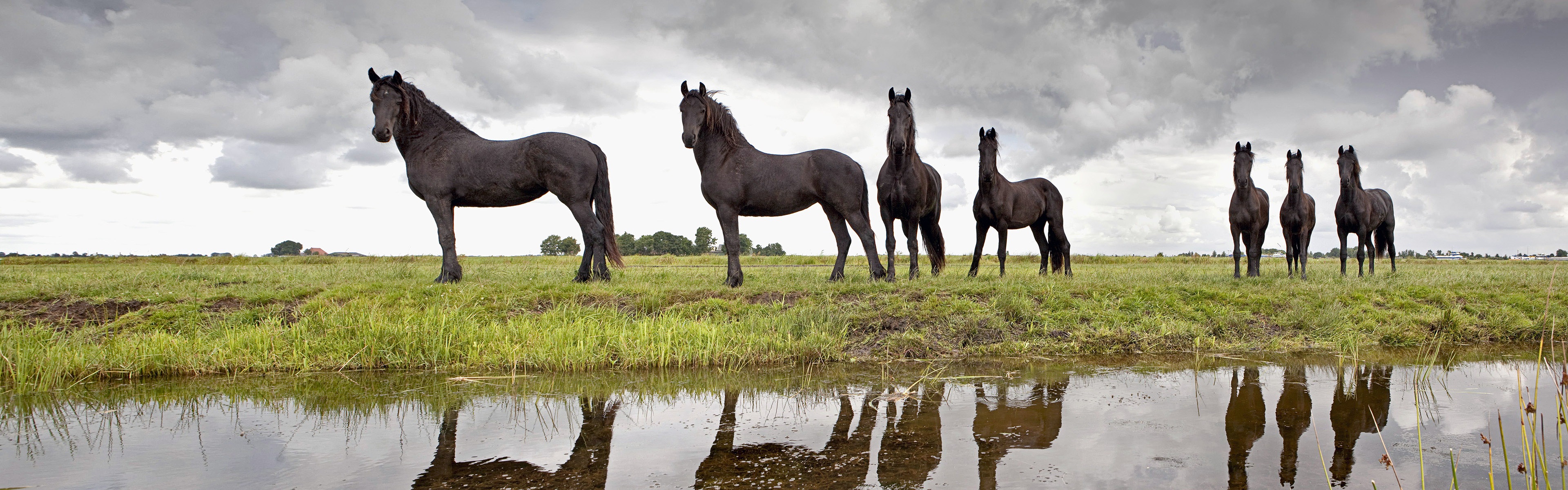 動物的世界，Windows 8 全景寬屏壁紙 #7 - 3840x1200