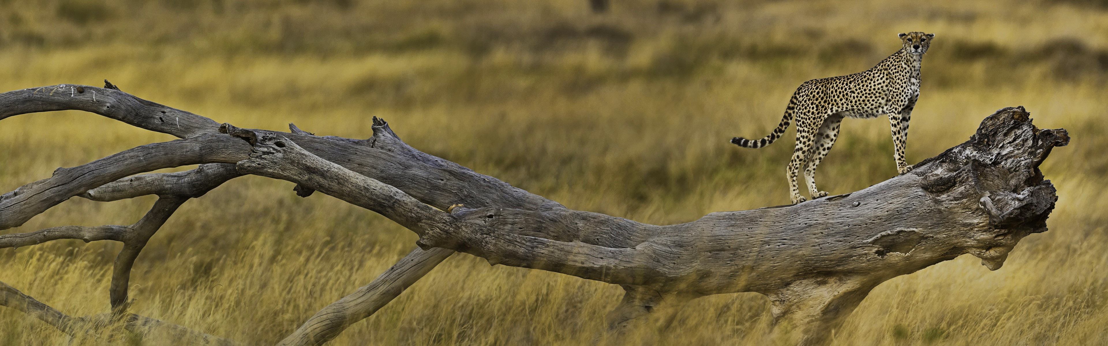 動物的世界，Windows 8 全景寬屏壁紙 #8 - 3840x1200
