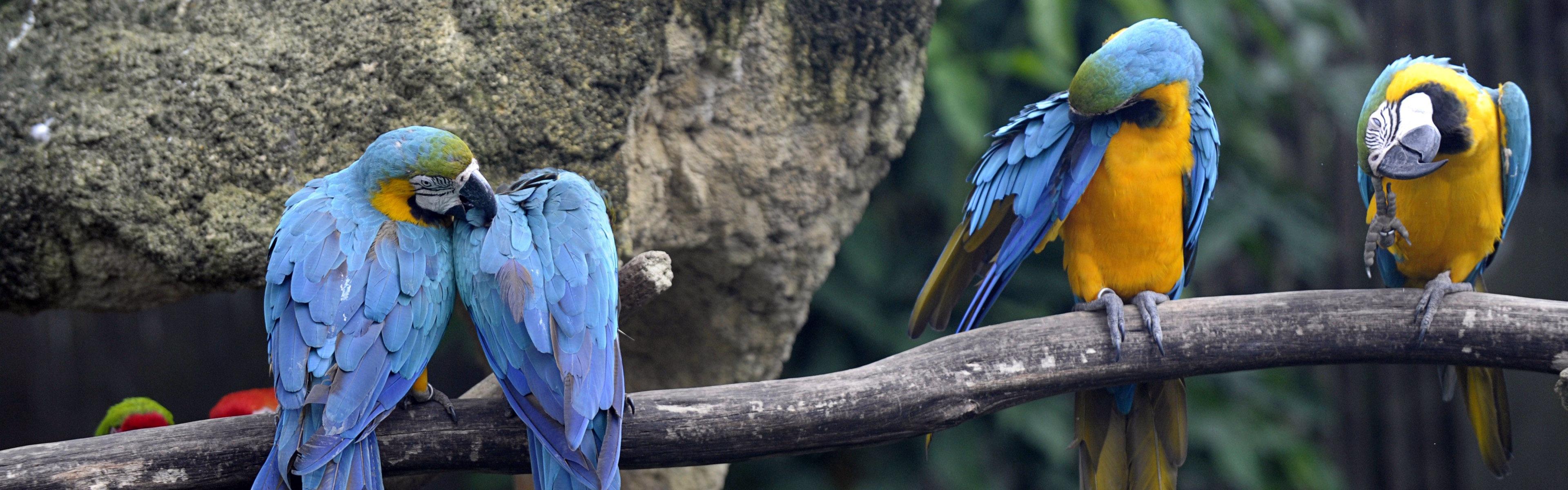 動物的世界，Windows 8 全景寬屏壁紙 #9 - 3840x1200