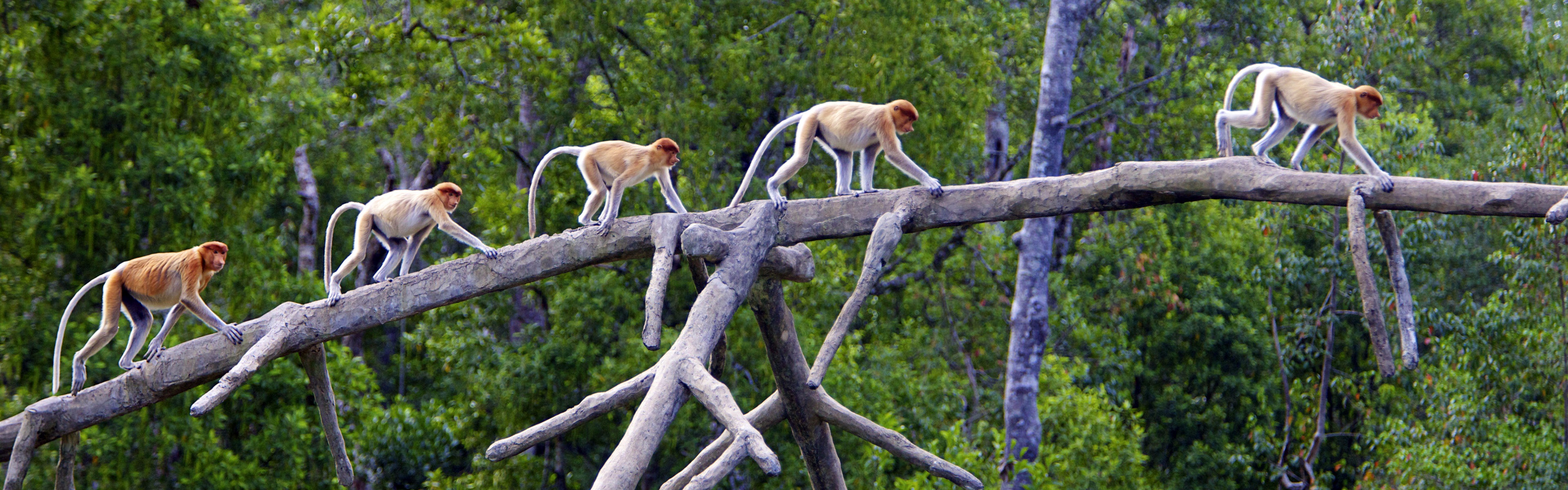 動物的世界，Windows 8 全景寬屏壁紙 #10 - 3840x1200