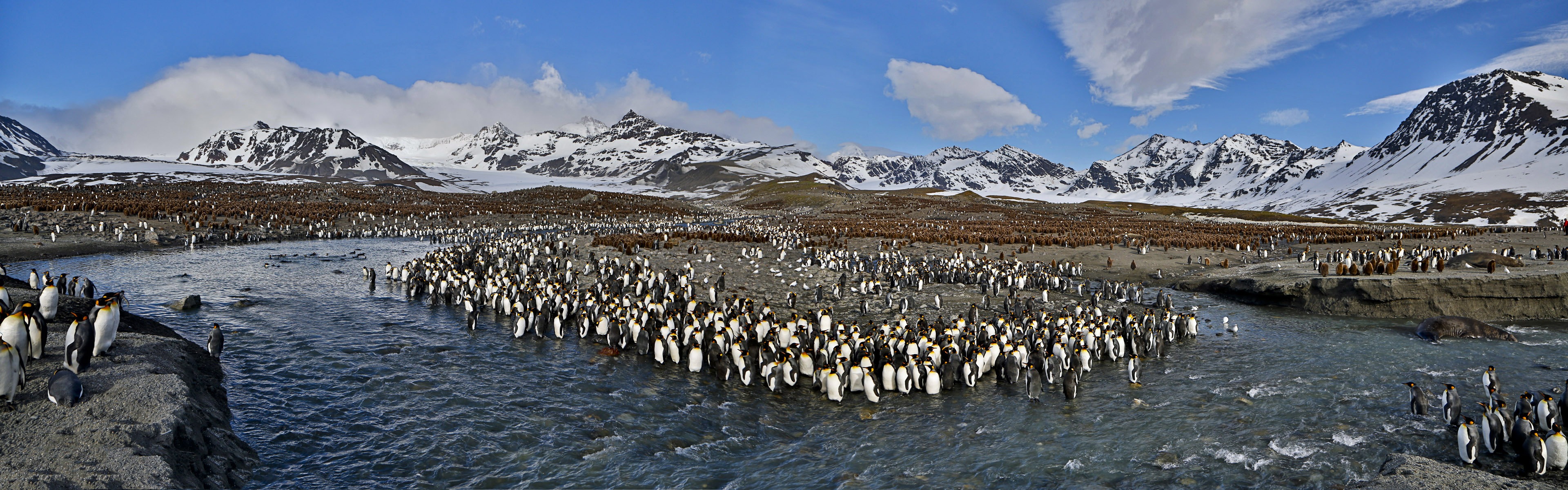 Monde animal, de Windows 8 fonds d'écran widescreen panoramique #13 - 3840x1200