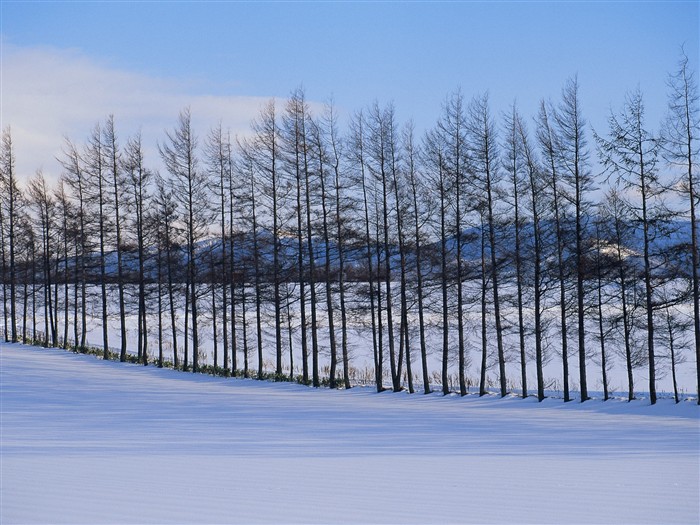 forêt, la neige fond d'écran (1) #1