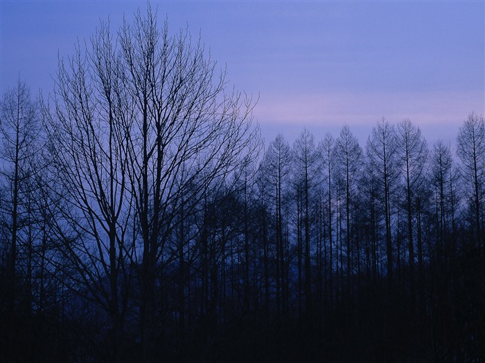 forêt, la neige fond d'écran (1) #5