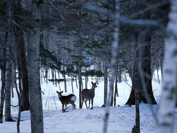 forêt, la neige fond d'écran (1) #7