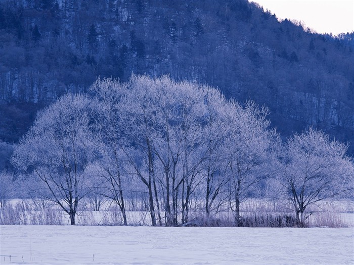 forêt, la neige fond d'écran (1) #8