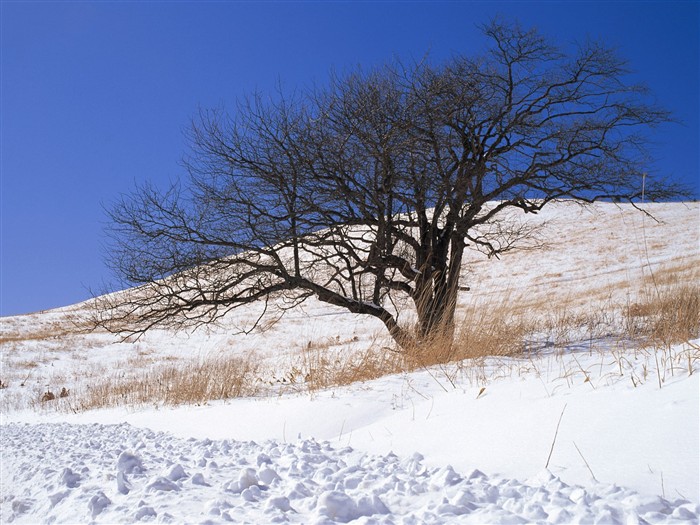 forêt, la neige fond d'écran (1) #14