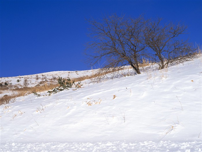 forêt, la neige fond d'écran (1) #15