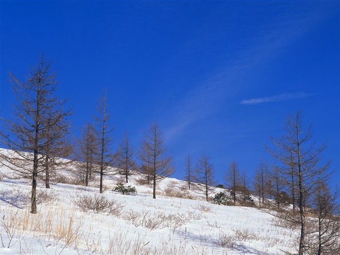 forêt, la neige fond d'écran (1) #16