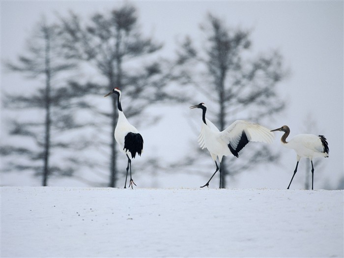 forêt, la neige fond d'écran (1) #18