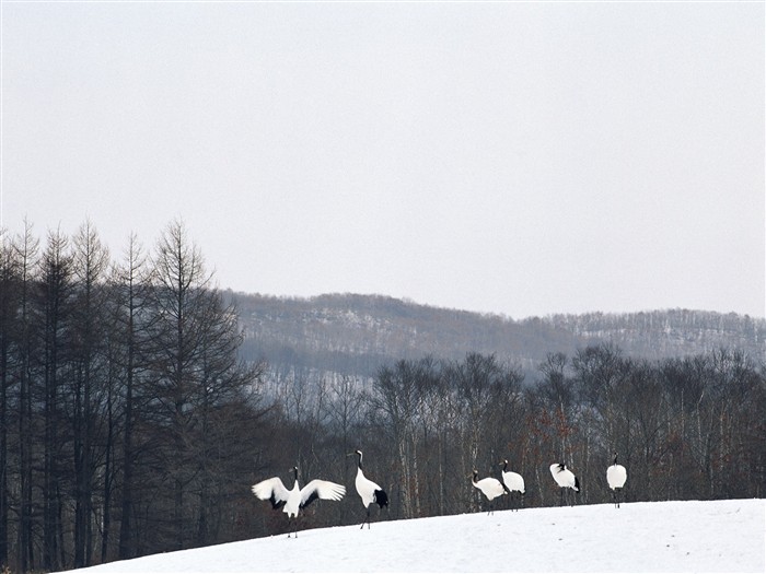 forêt, la neige fond d'écran (1) #19