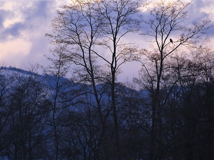 forêt, la neige fond d'écran (2) #1