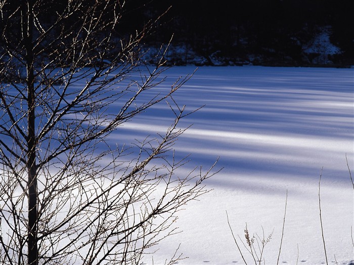 forêt, la neige fond d'écran (2) #4