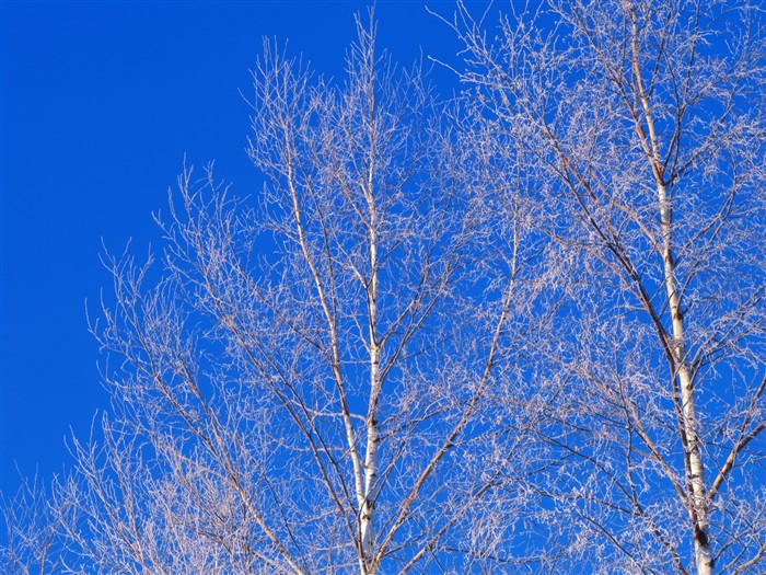 forêt, la neige fond d'écran (2) #11